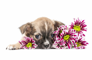 Chihuahua puppy lying down with colorful flowers