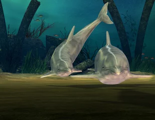 Foto op Canvas Twee dolfijnen tijdens het duiken © York