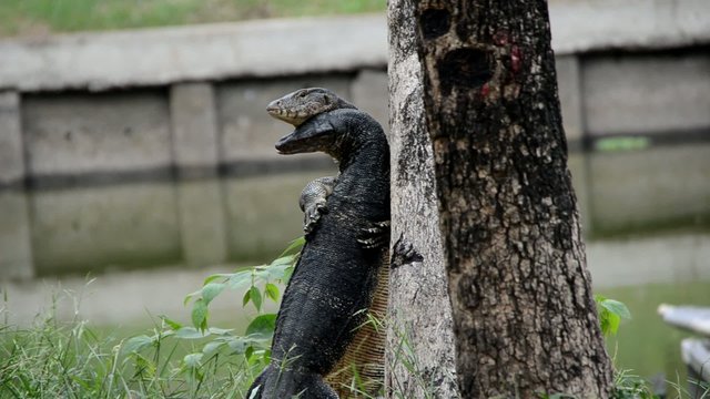 Giant Lizard mating and hugging on two legs in the rural area.