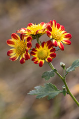 Yellow daisy flower field in spring day