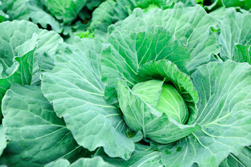 Cabbage