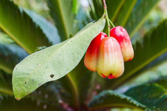 water apple, chomphu, rose apple