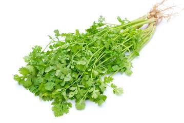 Coriander