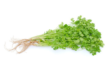 Coriander