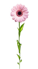 Obraz premium Gerber flower isolated on white