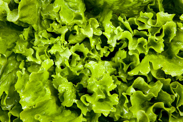 lettuce close up background