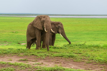 Fototapeta na wymiar Słonie
