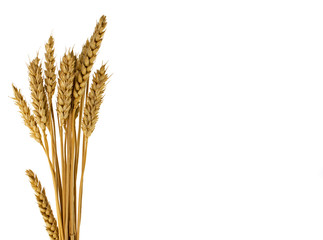 wheat plants isolated on white