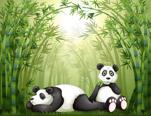 Twee panda& 39 s in het bamboebos