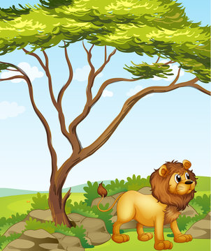 A lion at the right side of a big tree