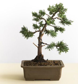 Young Bonsai Tree of Juniperus Chinensis