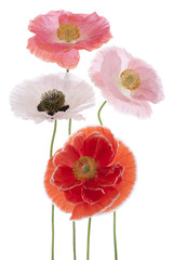 Fototapeta premium poppy