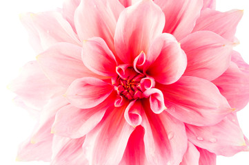Fototapeta premium pink dahlia isolated