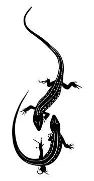 animal lizard isolated on a white background vector
