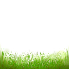Obraz premium Gras