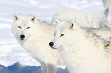 Naklejka premium deux loups