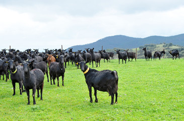 Rebaño de cabras en los pastos