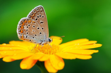 Fototapeta na wymiar motyl na żółty kwiat