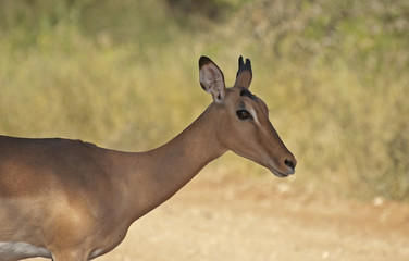 Impala