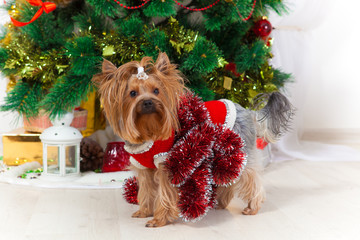small doggie in a suit with tinsel, new year
