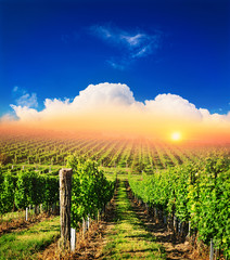 Country landscape vineyard