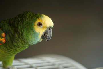 amazon parrot amasona farinosa