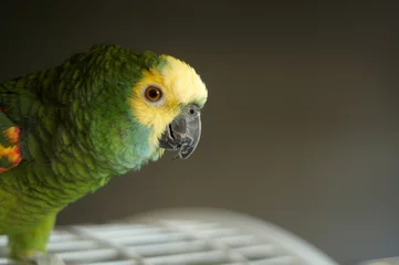  amazon parrot amasona farinosa © poplasen