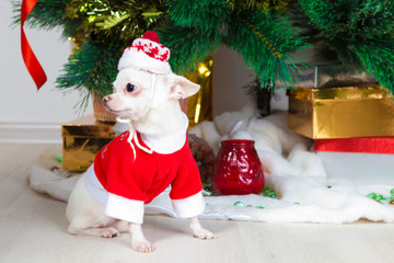 small doggie in a New Year's suit