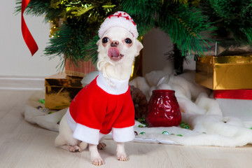 small doggie in a New Year's suit