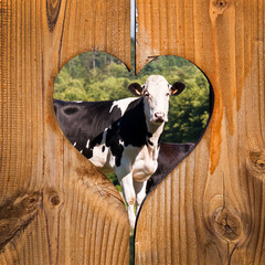 Vaches, fond coeur bois