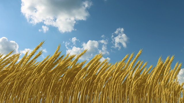growing wheat against the sky, 3d animation and t-lapseclouds