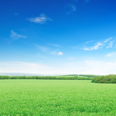 Obraz premium Beautiful flowering fields