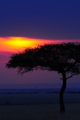 Fototapeta premium Silhouette of acacia tree at african sunset
