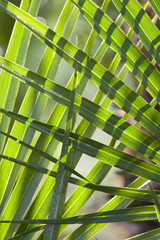 Palm leaf details