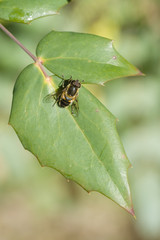 Bee-like fly