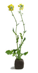 Wild mustard - Sinapsis arvensis on white background © 7monarda