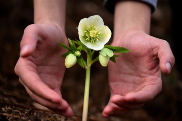 between the two hands of flowers