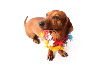 Aloha dachshund