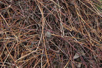 Pile of grey dry leaves and stems in early spring