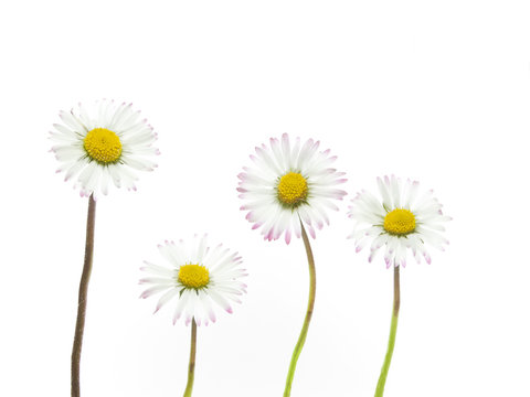 white daisies on a background