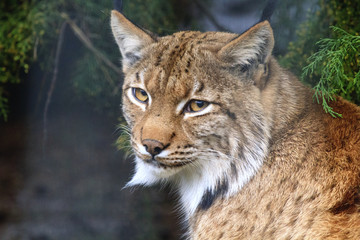 Lynx