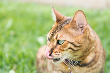 Tongue caught in mid motion