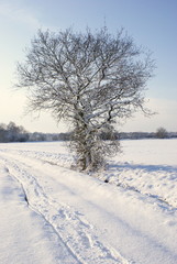 single oak tree in the snow