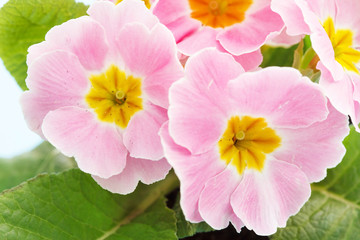 Obraz premium Pink primrose