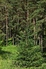 Fototapeta premium Spruce forest in summer