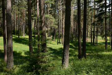 Spruce forest in summer