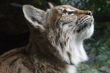 Carpathian Lynx