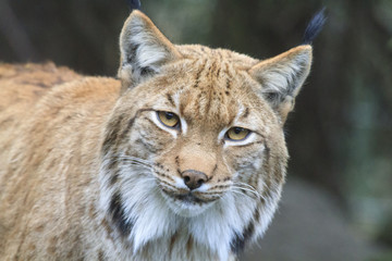 Carpathian Lynx