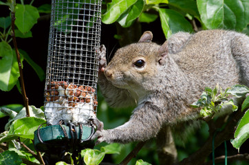 grey squirrel feeds on peanuts