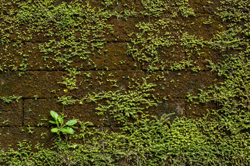 green plant and mossy on old wall
